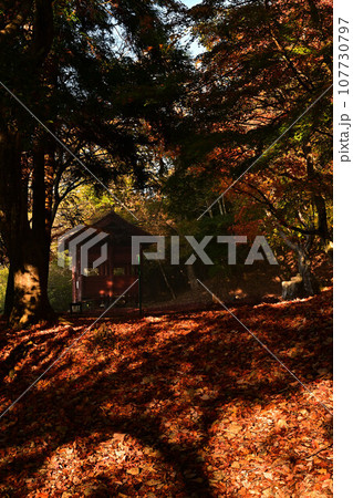 黒井城跡の紅葉 黒井城跡の紅葉 107730797