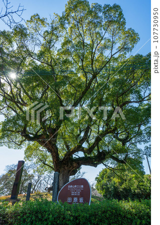 公園入口 大木と看板 歴史ある公園風景 (日本最大、最後の内戦「西南の役」の激戦地)田原坂公園 公園入口 大木と看板 歴史ある公園風景 (日本最大、最後の内戦「西南の役」の激戦地)田原坂公園 107730950