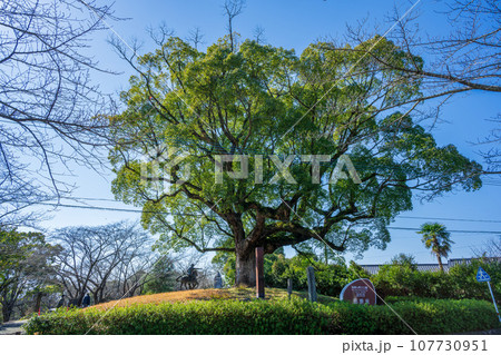 公園入口　大木と看板　歴史ある公園風景　（日本最大、最後の内戦「西南の役」の激戦地）田原坂公園 107730951