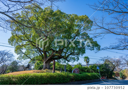 公園入口 大木と看板 歴史ある公園風景 (日本最大、最後の内戦「西南の役」の激戦地)田原坂公園 公園入口 大木と看板 歴史ある公園風景 (日本最大、最後の内戦「西南の役」の激戦地)田原坂公園 107730952