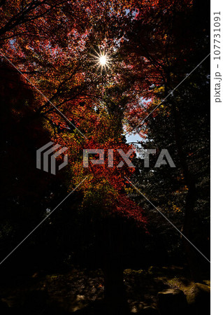 播州清水寺の紅葉 107731091