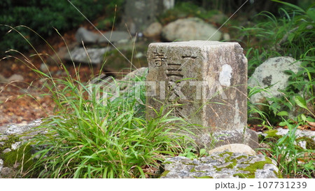 伊豆 万三郎岳の三角点 伊豆 万三郎岳の三角点 107731239