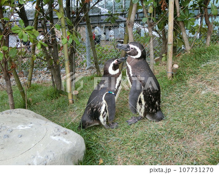 仲良しなペンギン 仲良しなペンギン 107731270