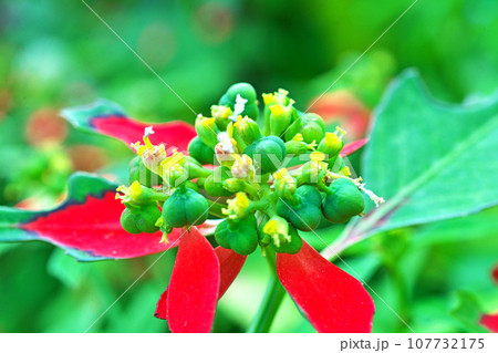 赤い葉が際立つショウジョウソウの花（秋、十月） 107732175
