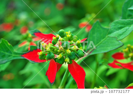赤い葉が際立つショウジョウソウの花（秋、十月） 107732177