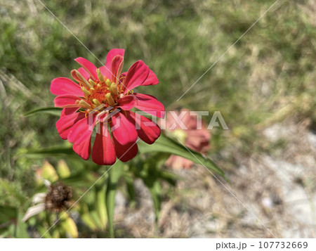 Peruvian zinnia or mexican zinnia flower background beautiful garden daisy 107732669