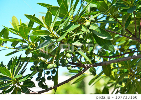 緑色のホルトノキの実(秋、十月) 緑色のホルトノキの実(秋、十月) 107733160