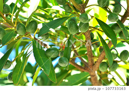緑色のホルトノキの実(秋、十月) 緑色のホルトノキの実(秋、十月) 107733163