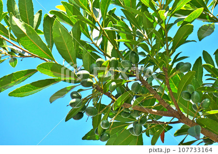 緑色のホルトノキの実(秋、十月) 緑色のホルトノキの実(秋、十月) 107733164