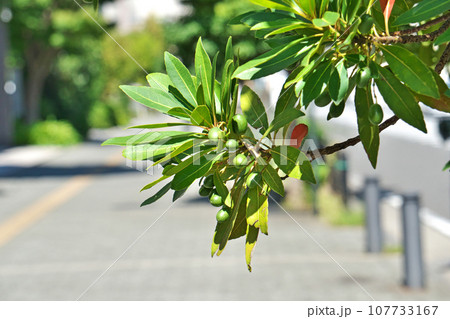 緑色のホルトノキの実(秋、十月) 緑色のホルトノキの実(秋、十月) 107733167
