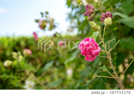 酔芙蓉 ピンク色に染まった酔芙蓉 イメージ 107733170