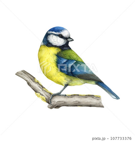 Blue tit bird on the tree branch. Vintage style...のイラスト素材