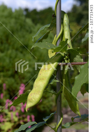 ナタマメ 107733435