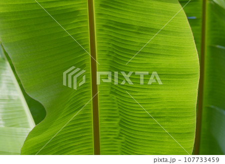 バナナの葉　葉模様 107733459