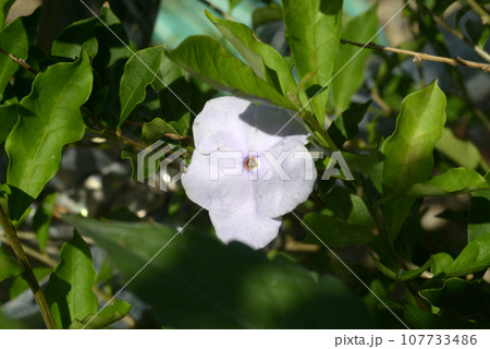 バンマツリ バンマツリ 107733486