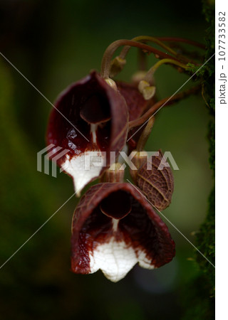 アリストロキア・アルボレア 107733582