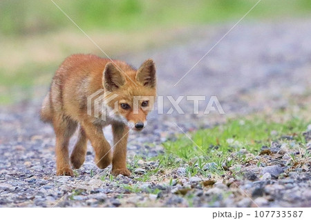 子ギツネ子ギツネ 107733587