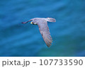 海を飛ぶハヤブサ 107733590