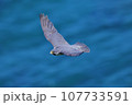 海をバックに飛ぶはやぶさ 107733591