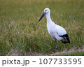 コウノトリ 107733595
