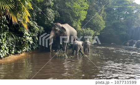 アフリカの水浴びしてるぞう 107733599