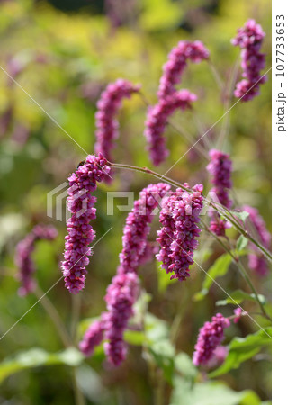 オオケダテ 107733653