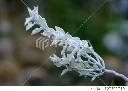 ダイギンリュウ 107733759