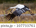 コウノトリ 107733761