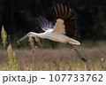 コウノトリ 107733762