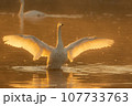 白鳥 107733763