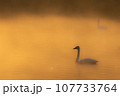 朝焼けの中の白鳥 107733764