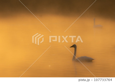 朝焼けの中の白鳥 107733764