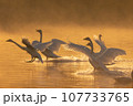 朝焼けの中の白鳥 107733765