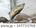 鮭の遡上 107733768