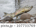 鮭の遡上 107733769