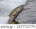 鮭の遡上 107733770
