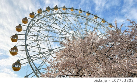 満開の桜と観覧車を見上げて 107733805