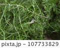 ローズマリーの栽培　中央に淡い紫色の花 107733829