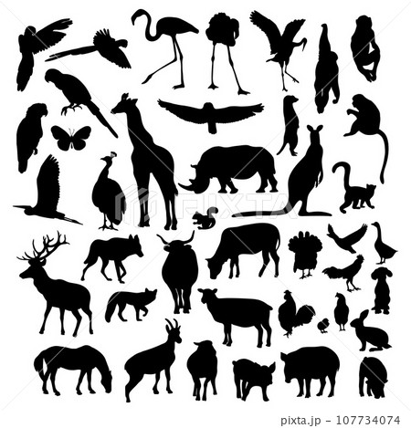 Silhouettes animals and birds. Collection wild tropical animals, farm and domestic birds and forest animals. Vector illustration. Isolated hand drawings on white background for design 107734074