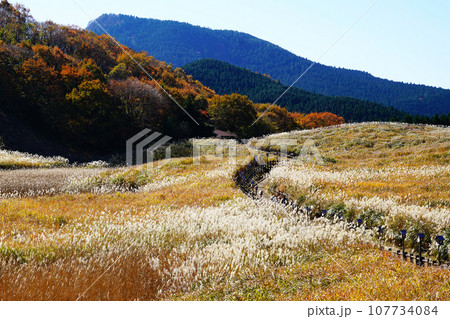 曽爾高原　紅葉　奈良県　宇陀郡 107734084