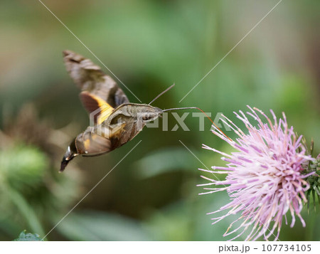 ホバリングして蜜を吸うホウジャク 107734105