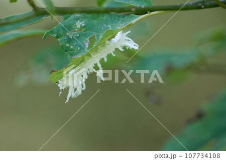 白いロウ物質に覆われたアゲハモドキの幼虫 107734108