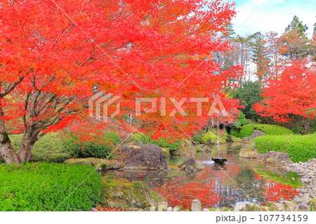 鮮やかな紅葉の大樹 鮮やかな紅葉の大樹 107734159