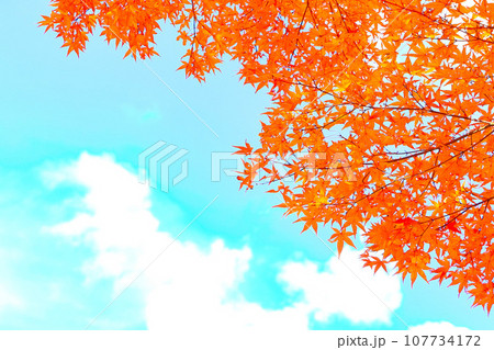 鮮やかな紅葉の木の葉 107734172