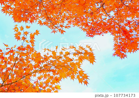 鮮やかな紅葉の木の葉 107734173
