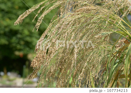 キビ 雑穀 キビ 雑穀 107734213