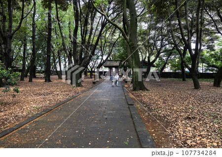 済州　三姓穴の林の中の道 107734284