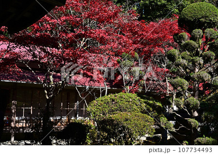 播州清水寺の紅葉 107734493