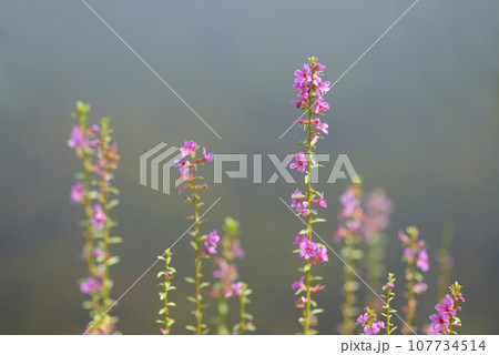 ミソハギ　花模様 107734514