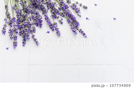 Fresh lavender flowers on a white tile background. 107734909